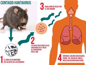 Autoridades de salud confirman primer caso de hantavirus en la región - Red Informativa