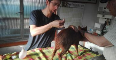 Rescatan Pudú en medio de incendio forestal