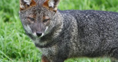 El Zorro de Darwin, controlador natural del ratón colilarga