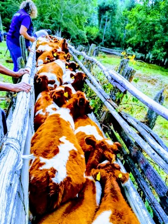 Departamento de Desarrollo Rural de la Municipalidad de Villarrica desarrolla Campaña de Sanidad Animal "Preparación de Invierno 2020" - Red Informativa