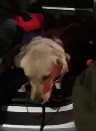 Elier y Flawy, los canes antidrogas de Carabineros del OS-7 sacaron de circulación $30 millones en droga - Red Informativa