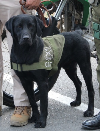 Elier y Flawy, los canes antidrogas de Carabineros del OS-7 sacaron de circulación $30 millones en droga - Red Informativa