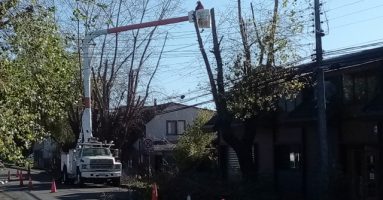 Equipos especializados realizan podas en importantes sectores de Villarrica y localidades vecinas