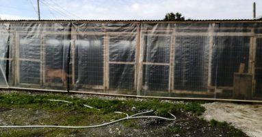 Canil municipal mejora su infraestructura