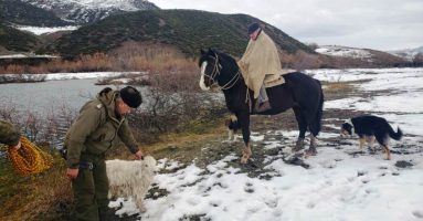 Carabineros rescató a una cabra preñada de dos meses atrapada en un islote en el río Liucura en Lonquimay