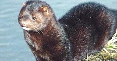 El SAG busca controlar el visón en la zona