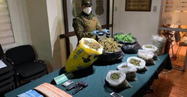 OS-7 sacó de circulación más de 7 kilos de marihuana y 329 plantas de cannabis sativa