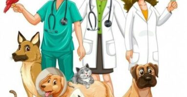 En Villarrica se modifica Ordenanza de cobros de derechos por atenciones del nuevo Centro Veterinario Municipal