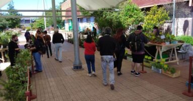 Expo flores mostrará sus productos hasta el domingo en Villarrica