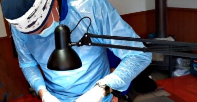 Operativos de esterilización de perros y gatos se ejecutan en Villarrica