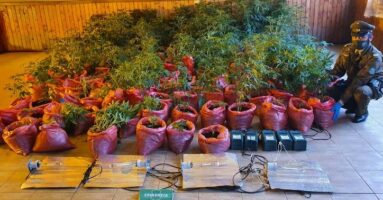 Carabineros decomisa 158 plantas de marihuana en Loncoche