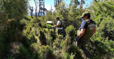 Carabineros en operativo a más de 1.300 metros de altura, decomisa inédita plantación de marihuana oculta en la cordillera de Melipeuco