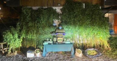 OS-7 “Araucanía” decomisa más de 15 kilos de marihuana y suma 52 detenidos en febrero