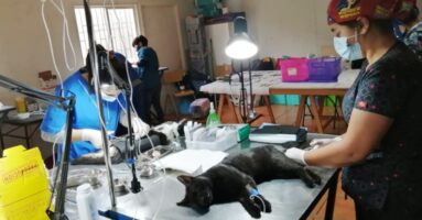 Termina con éxito programa de esterilizaciones para mascotas en Centro Médico Veterinario Municipal
