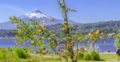 Plan de arborización realiza Municipalidad de Villarrica en sector embarcadero