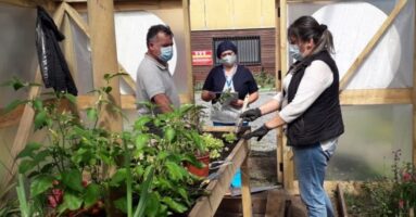 Huertos Urbanos: Una terapia para combatir el confinamiento en pandemia y ayudar a la economía familiar