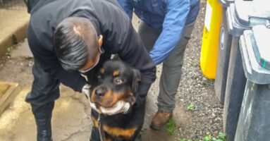 Centro Veterinario Municipal brinda atención a canes adiestrados de Gendarmería Villarrica