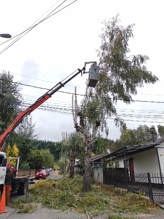 Municipalidad inicia trabajo de podas en distintos sectores de la comuna - Red Informativa