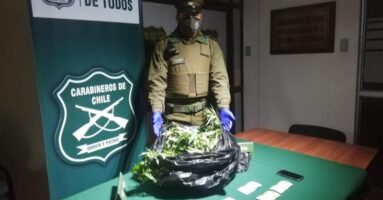 Carabineros del OS-7 “Araucanía” saca de circulación 3.840 dosis de marihuana