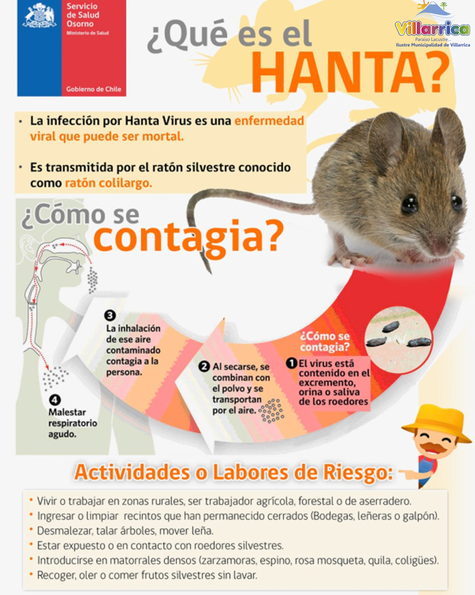 Hantavirus : El mortal virus que convive con las personas todo el año y que prolifera en temporada primavera-verano - Red Informativa