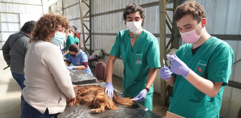 Curacautín: SalmonChile junto a Universidad Mayor realizan exitoso operativo veterinario en la comuna 1 Curacautín: SalmonChile junto a Universidad Mayor realizan exitoso operativo veterinario en la comuna - Red Informativa