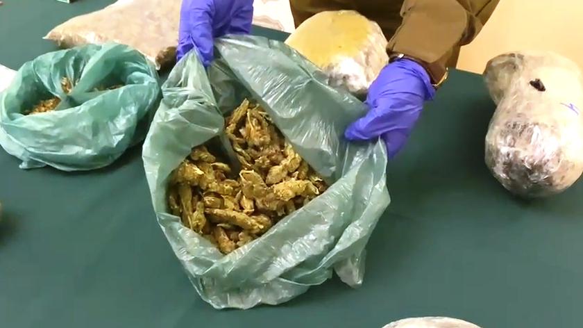 OS-7 desarticula banda criminal dedicada el tráfico de drogas en la zona lacustre y el Bío Bío - Red Informativa