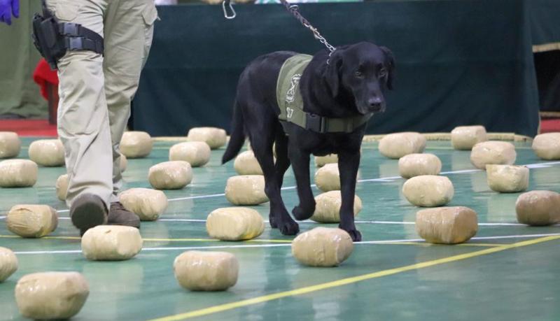 Carabineros logra el decomiso de droga más grande en la última década en La Araucanía: 158 kilos de Creepy - Red Informativa