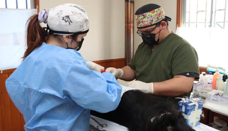 Municipalidad inicia operativo para esterilización de mil mascotas en Villarrica - Red Informativa