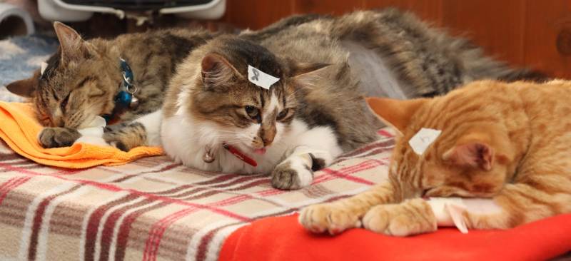 Municipalidad inicia operativo para esterilización de mil mascotas en Villarrica - Red Informativa