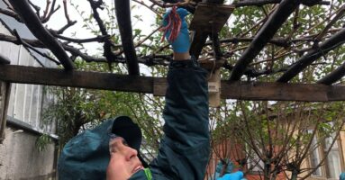 SAG da a conocer medidas para control de la plaga Lobesia botrana en La Araucanía
