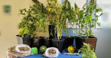 PDI detiene a hombre por cultivo de marihuana en Pucón