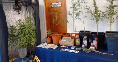 PDI Pitrufquén detuvo dos mujeres por cultivo y microtráfico de marihuana