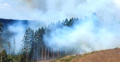 Un intenso trabajo ha tenido Bomberos en diferentes emergencias forestales en La Araucanía