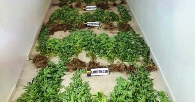 PDI recuperó diversas especies producto de estafas y plantas de marihuana en un predio agrícola de Villarrica
