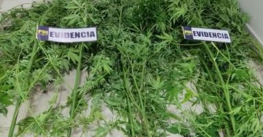 PDI detuvo a hombre por cultivo de marihuana en Loncoche