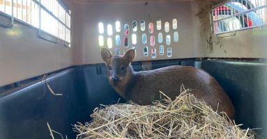 Pudú atropellado fue rescatado por vecino y entregado al Sag