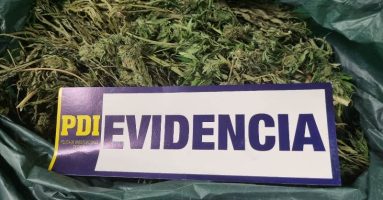 PDI Villarrica detiene a mujer que mantenía invernadero con marihuana en Curarrehue