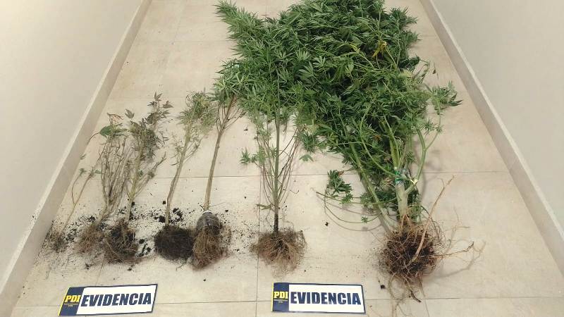 PDI Villarrica detiene a mujer que mantenía invernadero con marihuana en Curarrehue - Red Informativa