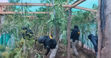PDI realiza allanamiento por drogas en comunidad indígena de Victoria: se incautaron más de 14 kilos de marihuana