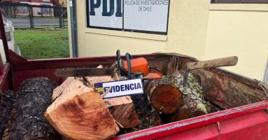 PDI Pitrufquén detuvo a dos personas por hurto de madera en predio forestal de Gorbea