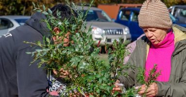 Nuevo Trafkintu o intercambio de saberes y semillas celebrará “la vida” en Villarrica