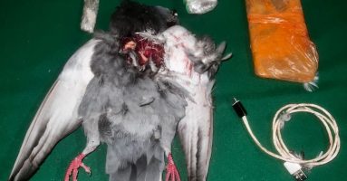 Gendarmería incauta elementos prohibidos al interior de una paloma muerta