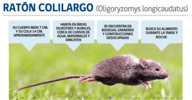 DSM Villarrica llama al autocuidado para prevenir contagios por Hantavirus en época estival