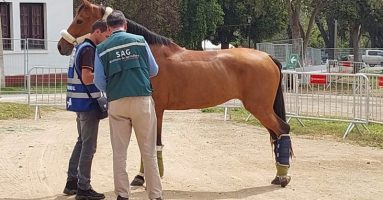 Brote de encefalomielitis equina en Argentina activa plan de vigilancia SAG en territorio nacional