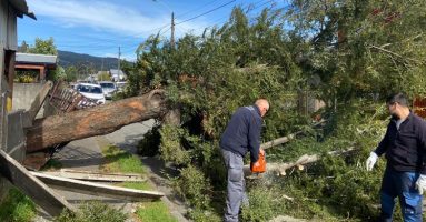 Viento en la zona provoca caída de árboles en Pucón