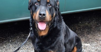 Gendarmería de la Araucanía da en adopción a ejemplares caninos especialistas en seguridad