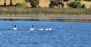 Intensifican vigilancia en La Araucanía ante posibles casos de influenza aviar