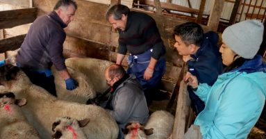 En Villarrica ejecutan Plan de Preparación Invernal Agropecuario 2025