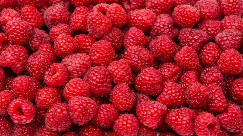Aumento de temperatura impactará calidad de frambuesas en Chile