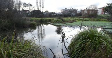 Aguas Araucanía financiará proyectos que busquen conservar humedales urbanos
